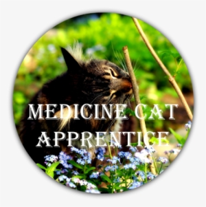 Medicine Cat Apprentice-0 - Cat