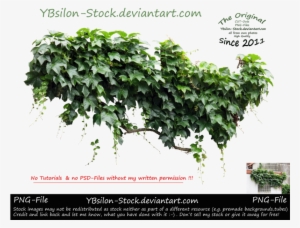 Ivy Iv By Ybsilon-stock - Iv Plant