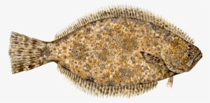 Halibut Transparent Transparent PNG - 1200x588 - Free Download on NicePNG