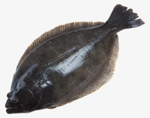 Free Png Fish Png Images Transparent - Halibut Png