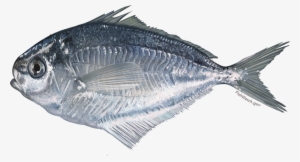 State Managed Species - American Butterfish