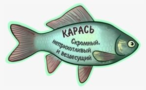 Carp - « - Ray-finned Fish