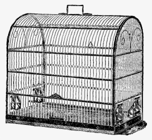 Bird Cage - Birdcage
