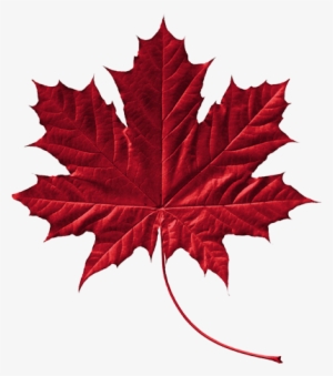 Canadian Leaf Png Download - Feuille D Arbre Du Québec