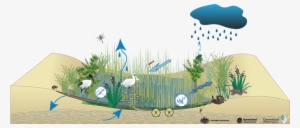 Coastal And Subcoastal Non-floodplain Grass Sedge And - Water Cycle In Swamps