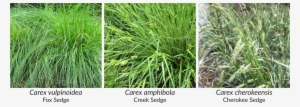 Amphibola Is Also Resilient, And Does Well In A Wide - Carex Amphibola