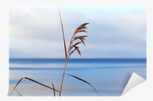 Phragmites