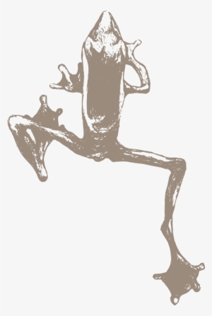Frog-icon - Reedvalley