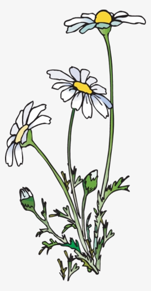 Clip Art Of A Group Of Daisies - Daisies Clipart