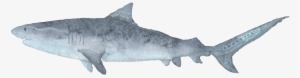 Grey Shark Hand Painted Watercolor Transparent Decorative - Shark! Mug