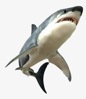 Shark Png Picture - Shark Png Hd