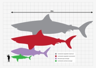 Megalodon Relative Size - Bull Shark Size Comparison