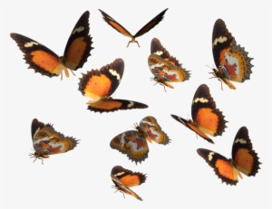 Monarch Butterfly Clipart Deviantart - Real Butterfly Png