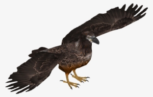 Bald Eagle Young Skin (tamara Henson) - Turkey Vulture