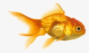 Free Png Goldfish Png Images Transparent - Aquarium Fish