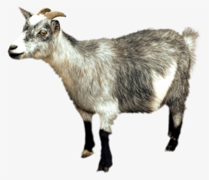Goat Sideview - Cabra Png