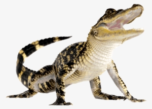 Wikia Visualization Add 3,alligator