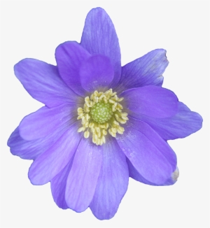 Flower Blue - Anemone Png