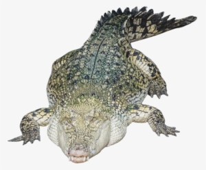 Alligator Png Photo