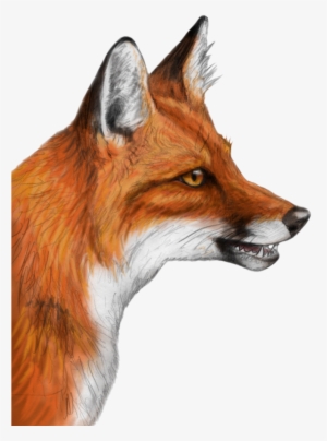 Download Amazing High-quality Latest Png Images Transparent - Drawings Of A Red Fox