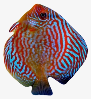 Blu Discus Fish - Fish