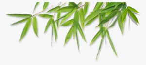 Bamboo Leaves Png