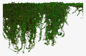 Image - Photoshop Png Ivy