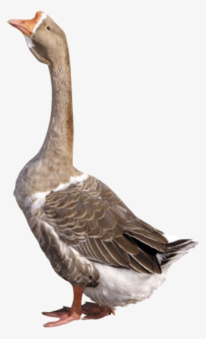 Free Png Duck Png Images Transparent - Goose Png