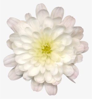Lotus Flower Png - Drawing