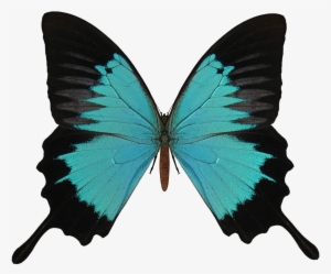 Butterfly Png Image - Animals Flashcards Free Printable