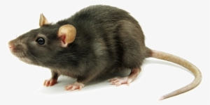 Rat Mouse Png Transparent Rat Mouse - Marron Colores De Ratas