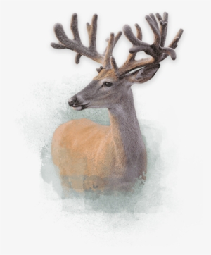 Deer Deer Deer - Price