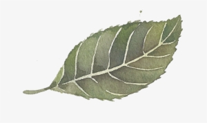 Single Leaf Sticker - Sweet Birch