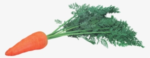 Carrot Png Icon - Картинки Морковь Одна