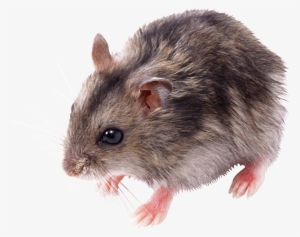 Mouse Animal Png - Мышь Png