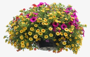 Full Sun Hanging Baskets, Patio Containers & Window - Plants Top View Png