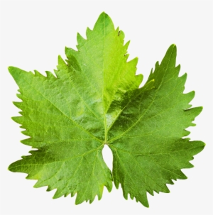 Free Icons Png - Grape Vine Leaf