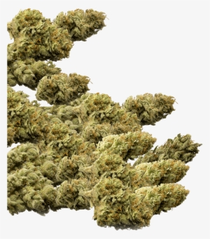Of Marijuana Buds Group