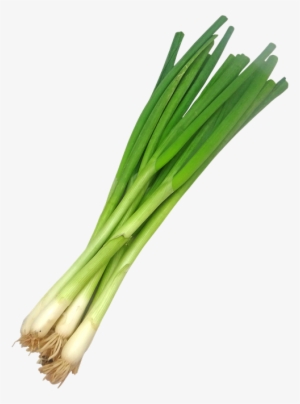 Spring Onion Png