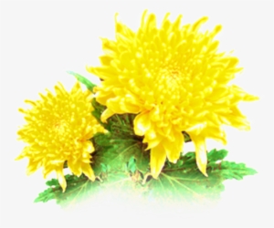 Beautiful And Vivid Hand-painted Chrysanthemum Ornamental - Portable Network Graphics