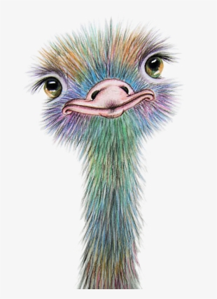 Watercolor Painting Art Drawing Common Ostrich - Paint An Ostrich