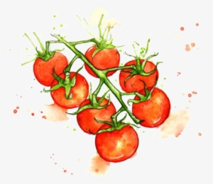 Juice Cherry Tomato Watercolor Painting Vegetable Illustration - Cherry Tomato Illustration