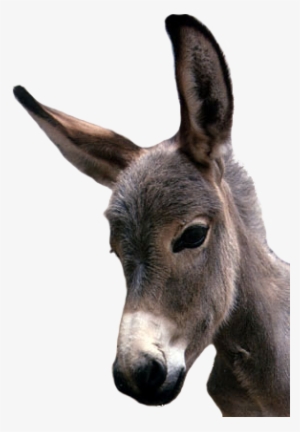 Donkey Png Image Without Background - Donkey Face Transparent Background