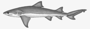 Clipart Shark Lemon Shark - Six Gill Shark Png