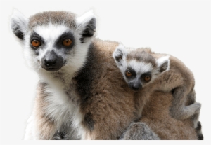National Zoo And Aquarium Lemur