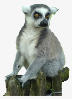 Madagascar Adventures - Lemurs