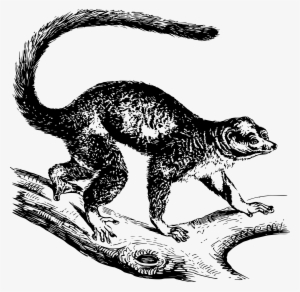 This Free Icons Png Design Of Mongoose Lemur