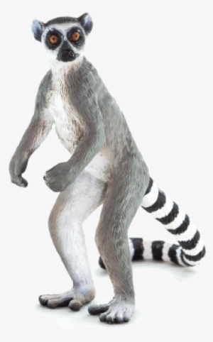 Ringtail Lemur - Animal Planet - Ring-tailed Lemur