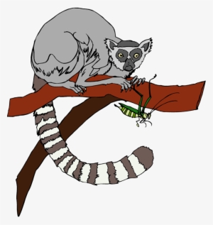Lemur - Lemur Clipart