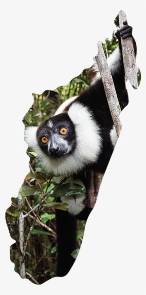 Lemurs Play A Fundamental Role In Maintaining The Ecological - Indri
